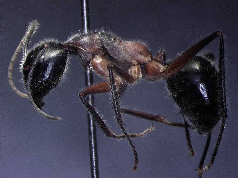 2021 07 17 002544 ZS DMap