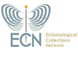 ECN Logo